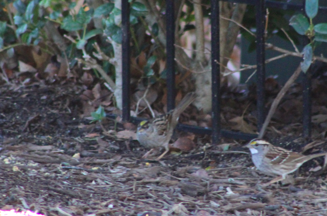 Golden-crowned Sparrow - ML614120048