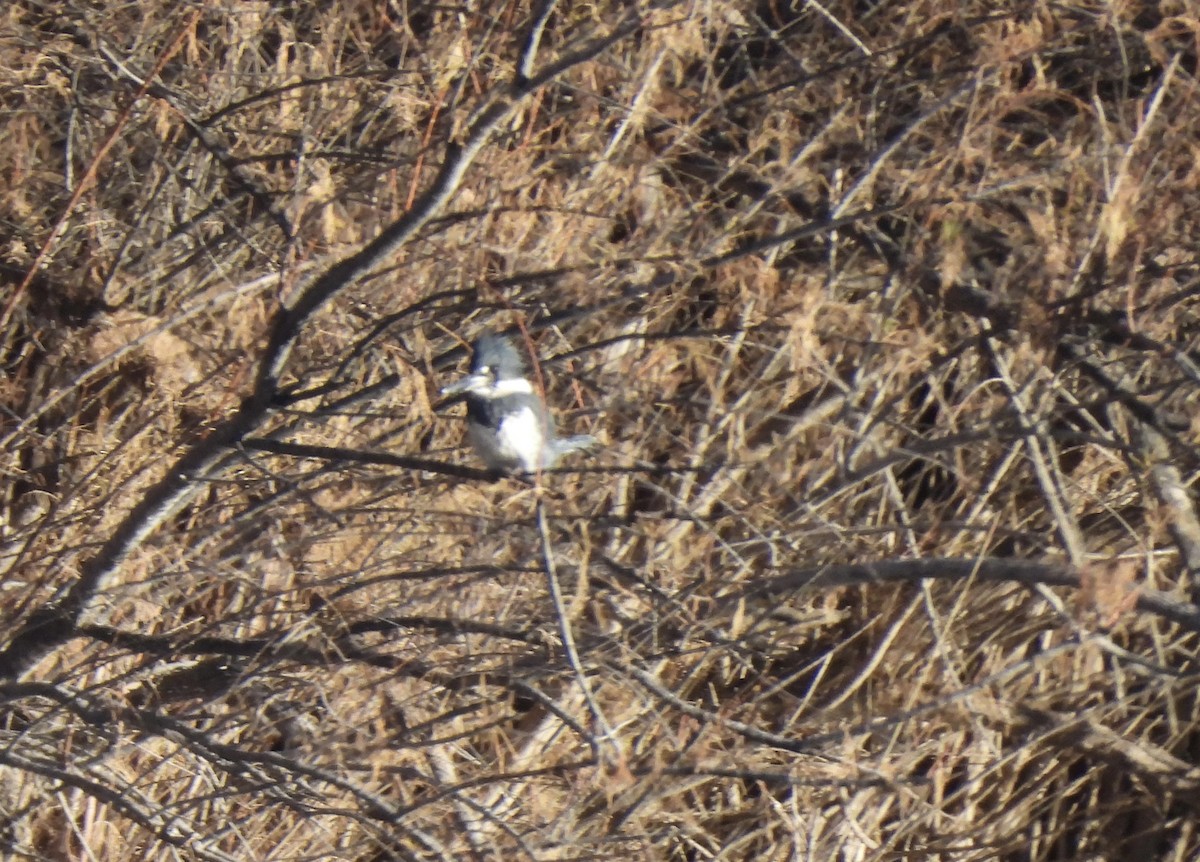Belted Kingfisher - ML614120262
