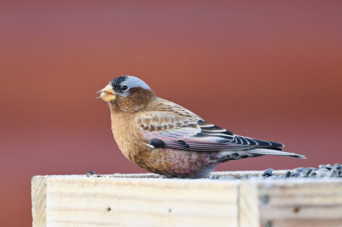 Gray-crowned Rosy-Finch - ML614120315