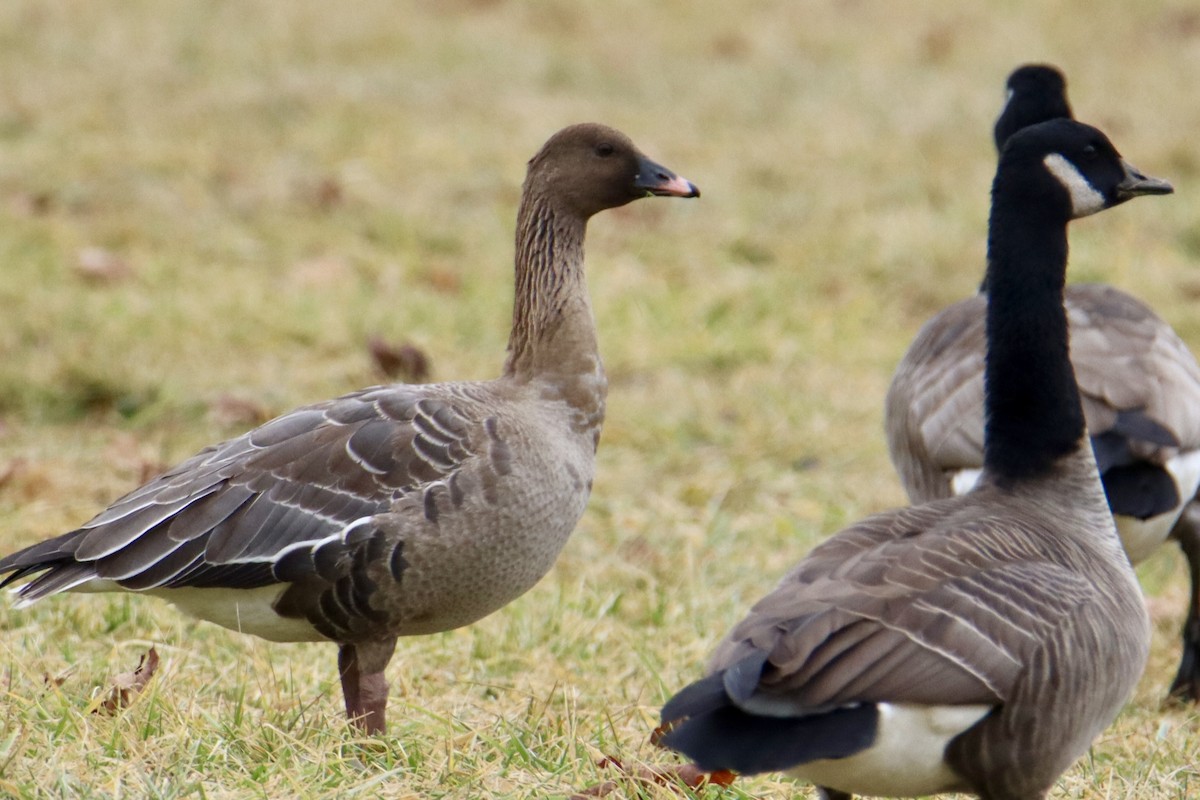 Pink-footed Goose - ML614120393