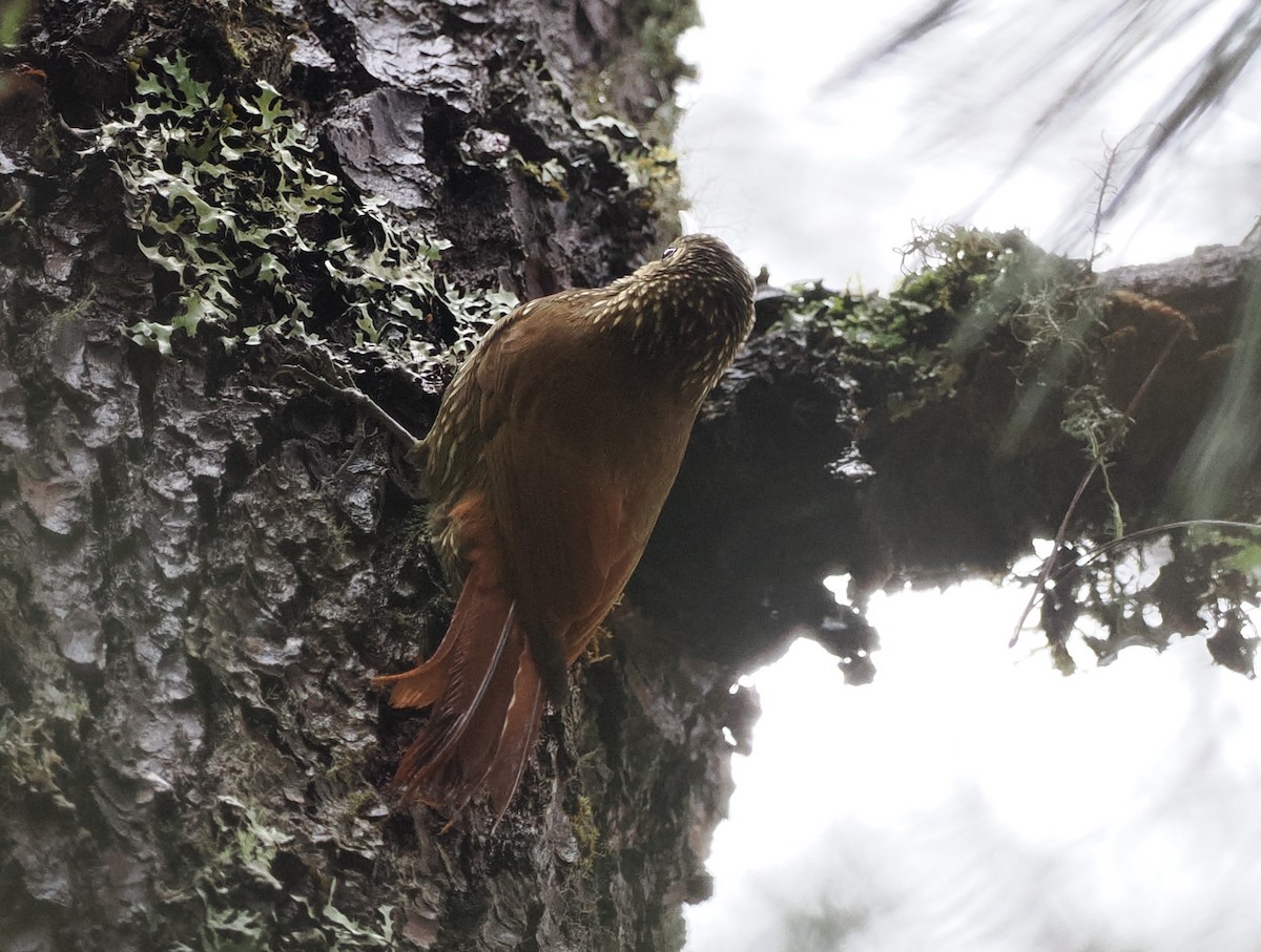 Spot-crowned Woodcreeper (Northern) - ML614120545