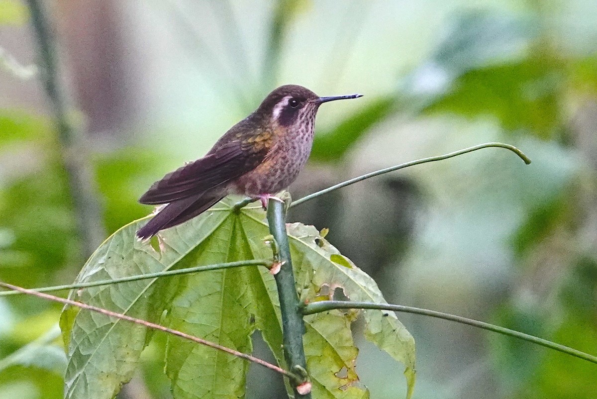 Speckled Hummingbird - ML614120669