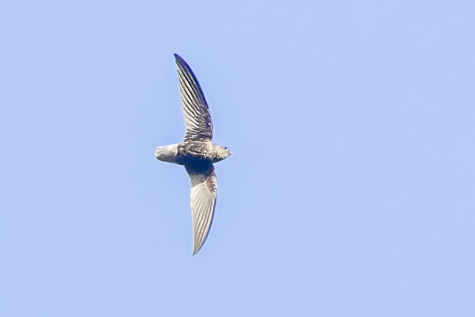 Short-tailed Swift - ML614120786