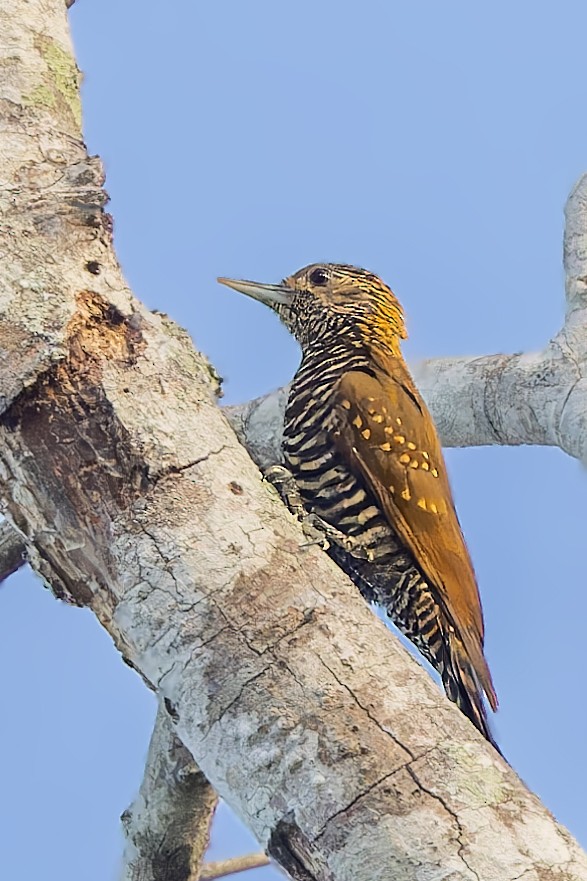 Golden-collared Woodpecker - ML614120851