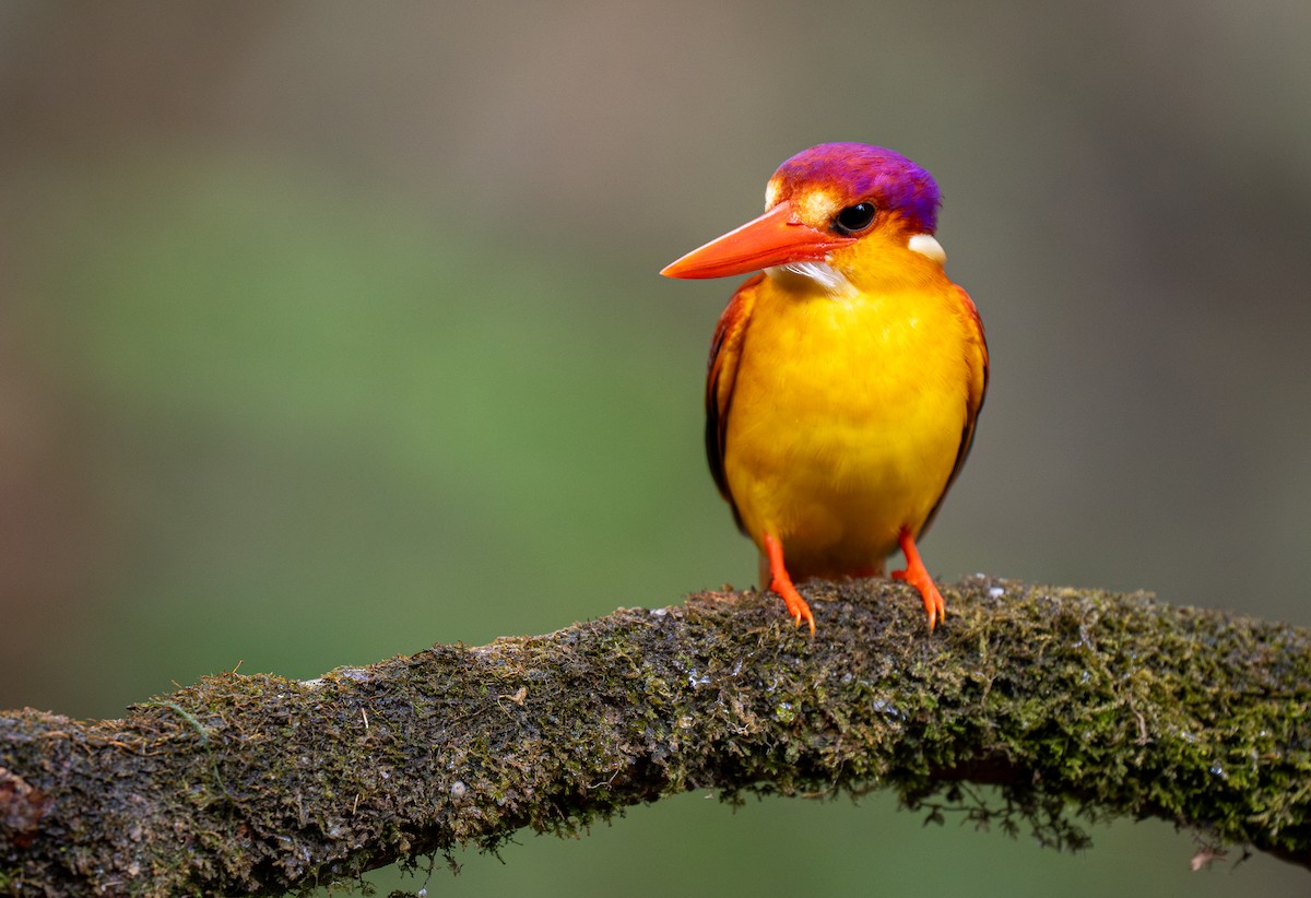 Rufous-backed Dwarf-Kingfisher - Forest Botial-Jarvis