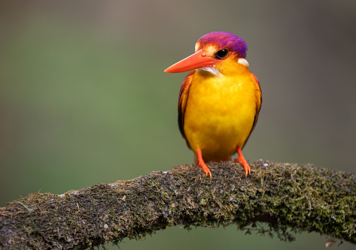 Rufous-backed Dwarf-Kingfisher - Forest Botial-Jarvis