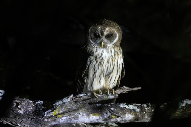 Mottled Owl