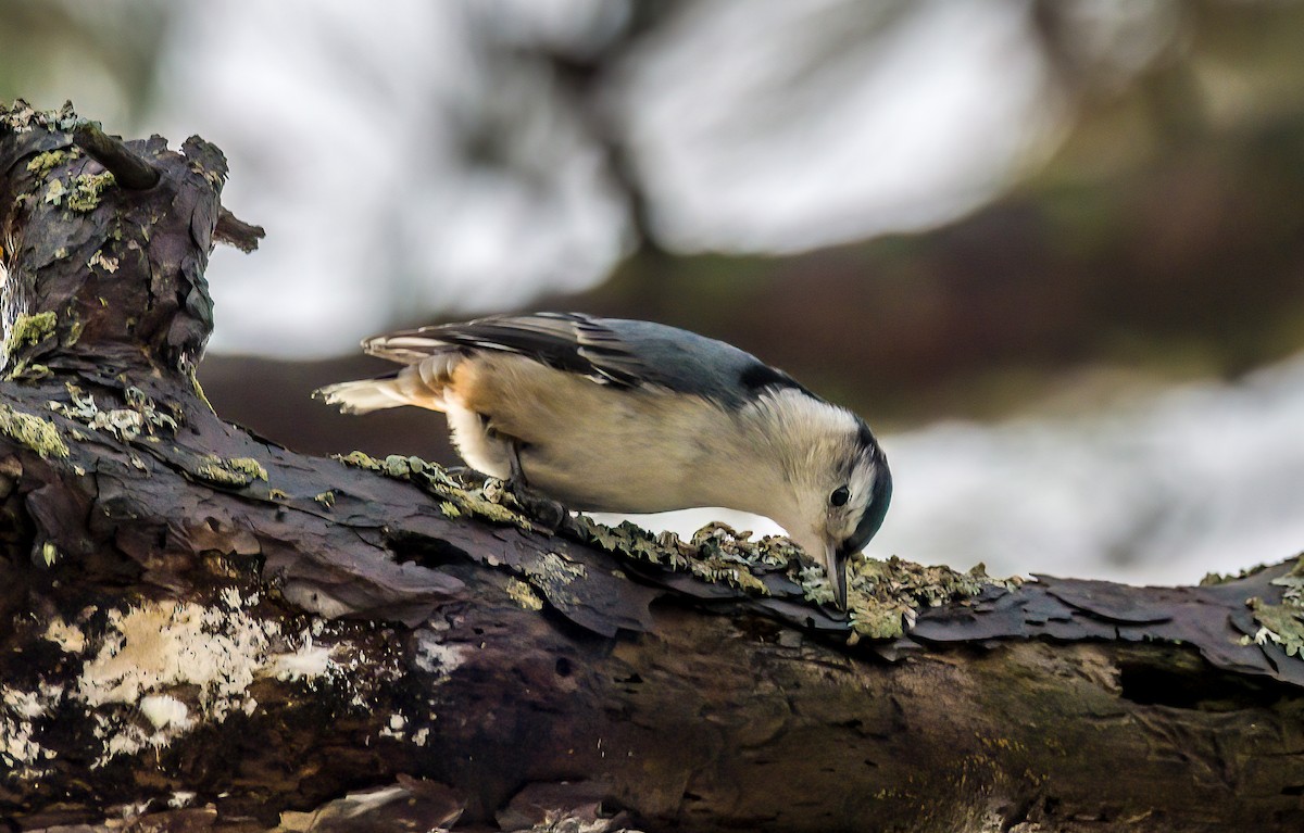 White-breasted Nuthatch - Christine Andrews