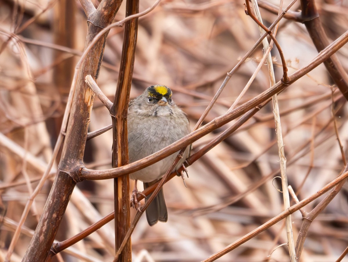 Golden-crowned Sparrow - ML614122057