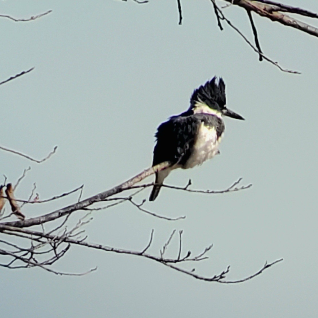 Belted Kingfisher - ML614122256