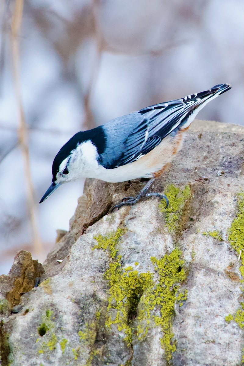 White-breasted Nuthatch - ML614122356