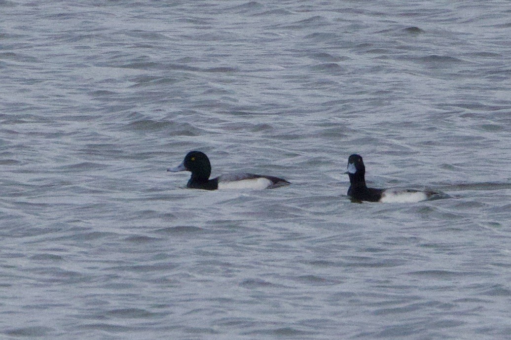Greater Scaup - ML614122420