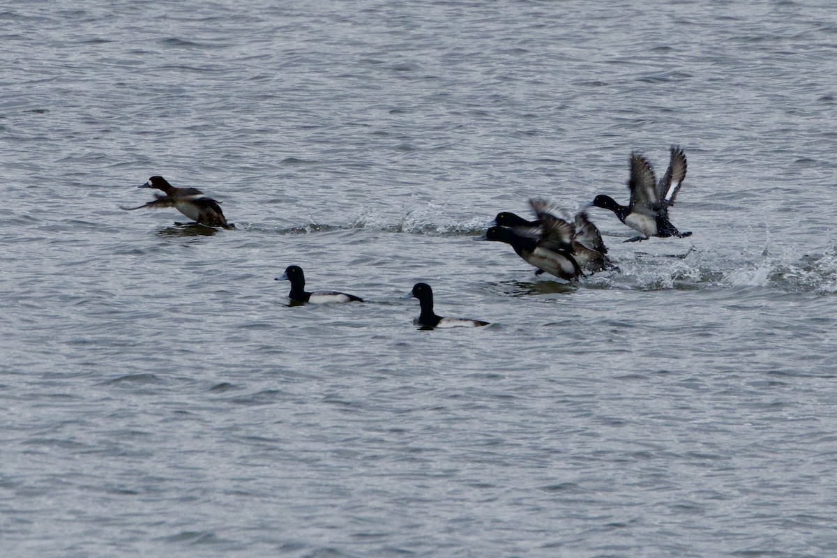 Greater Scaup - ML614122421