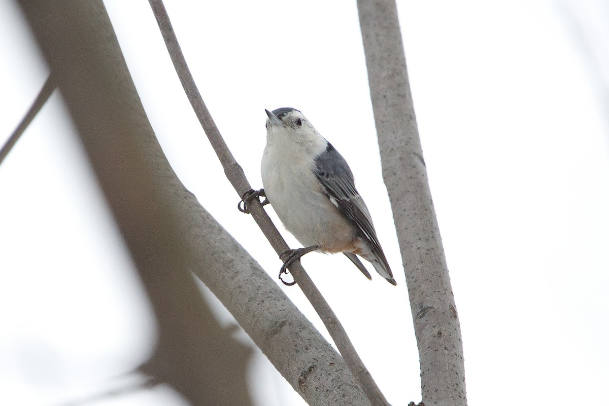 White-breasted Nuthatch - ML614122429