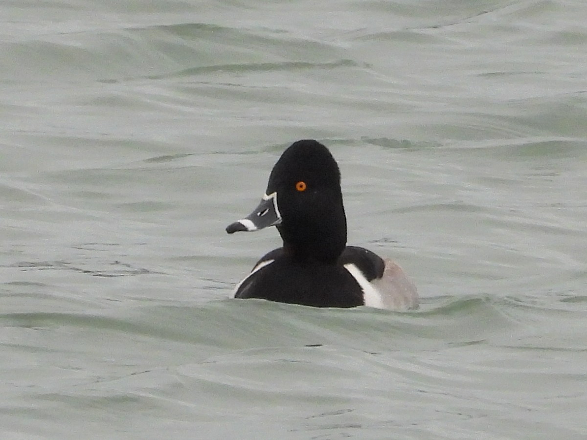 Ring-necked Duck - ML614122607