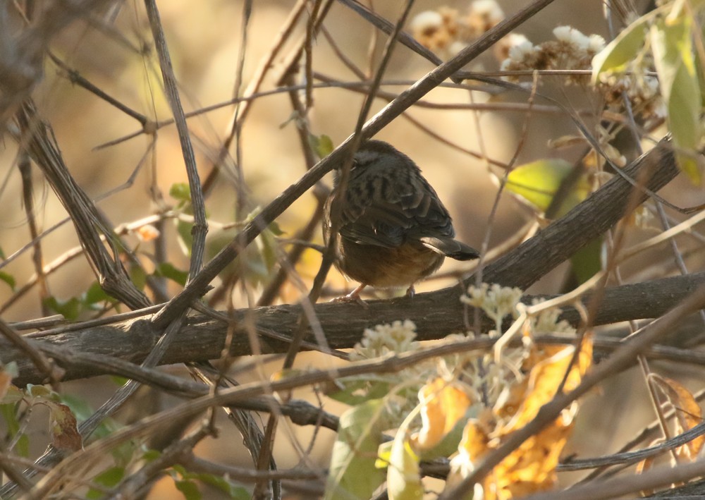 Oaxaca Sparrow - ML614122678