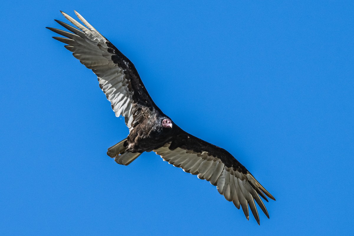 Turkey Vulture - ML614122934