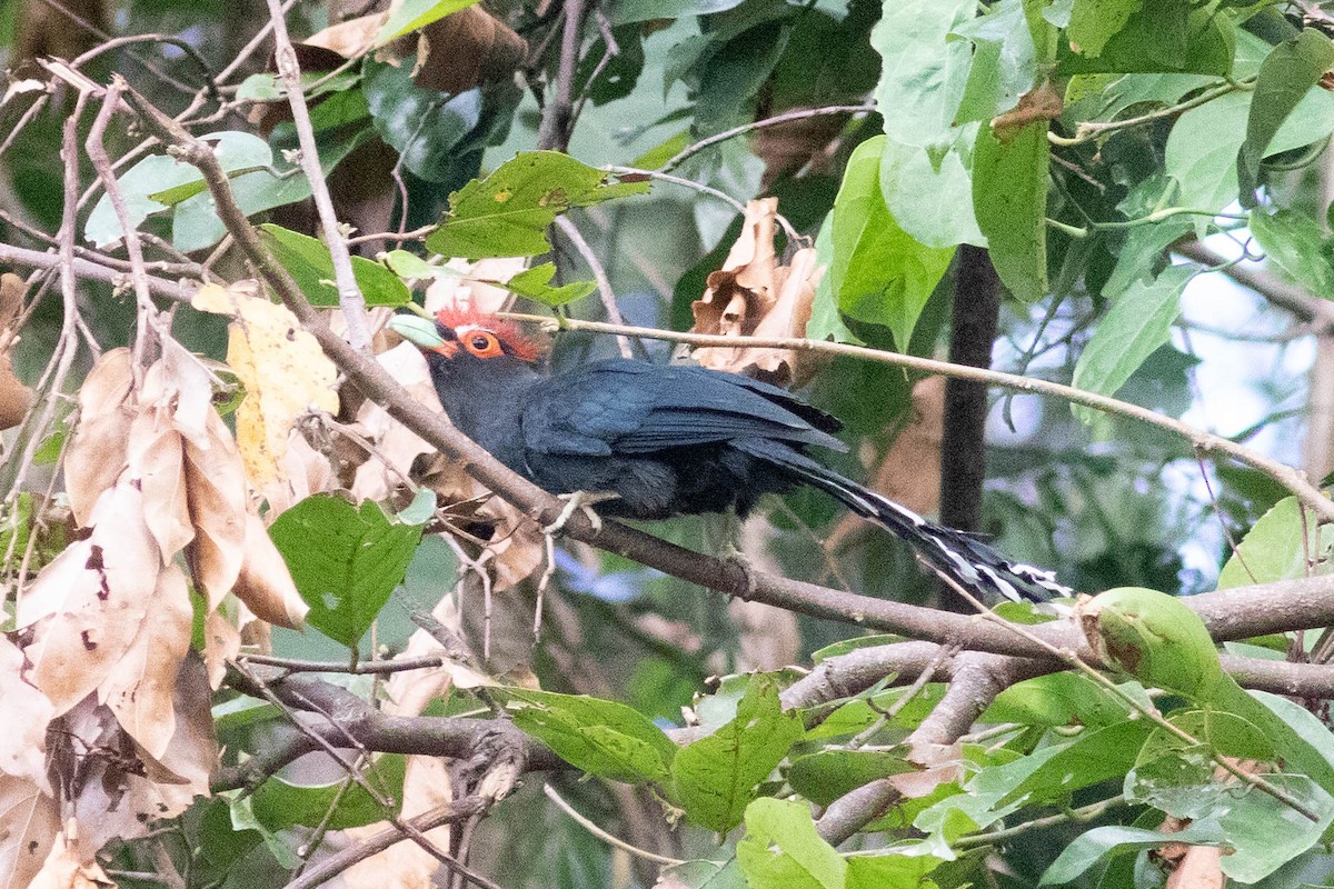 Red-crested Malkoha - ML614123565