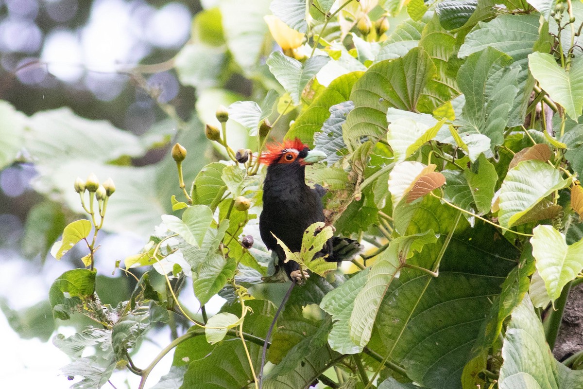 Red-crested Malkoha - ML614123566
