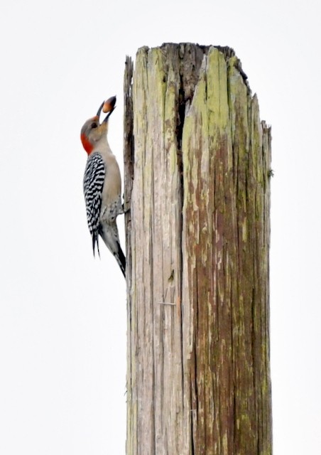 Red-bellied Woodpecker - ML614123567