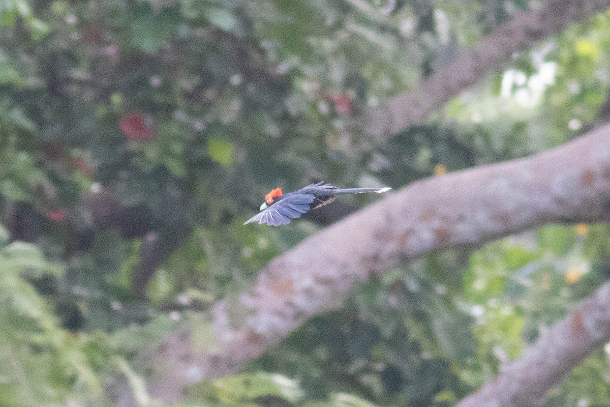 Red-crested Malkoha - ML614123611