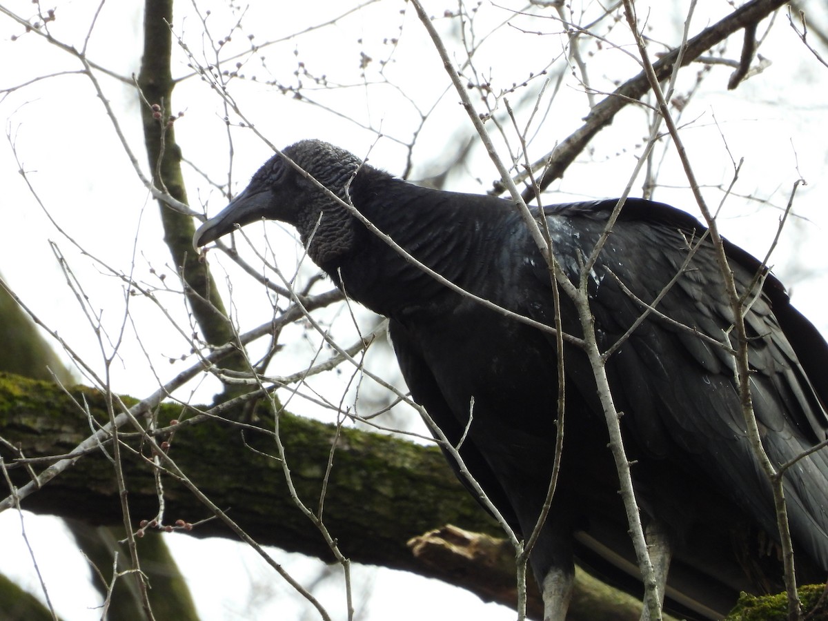Black Vulture - ML614123624