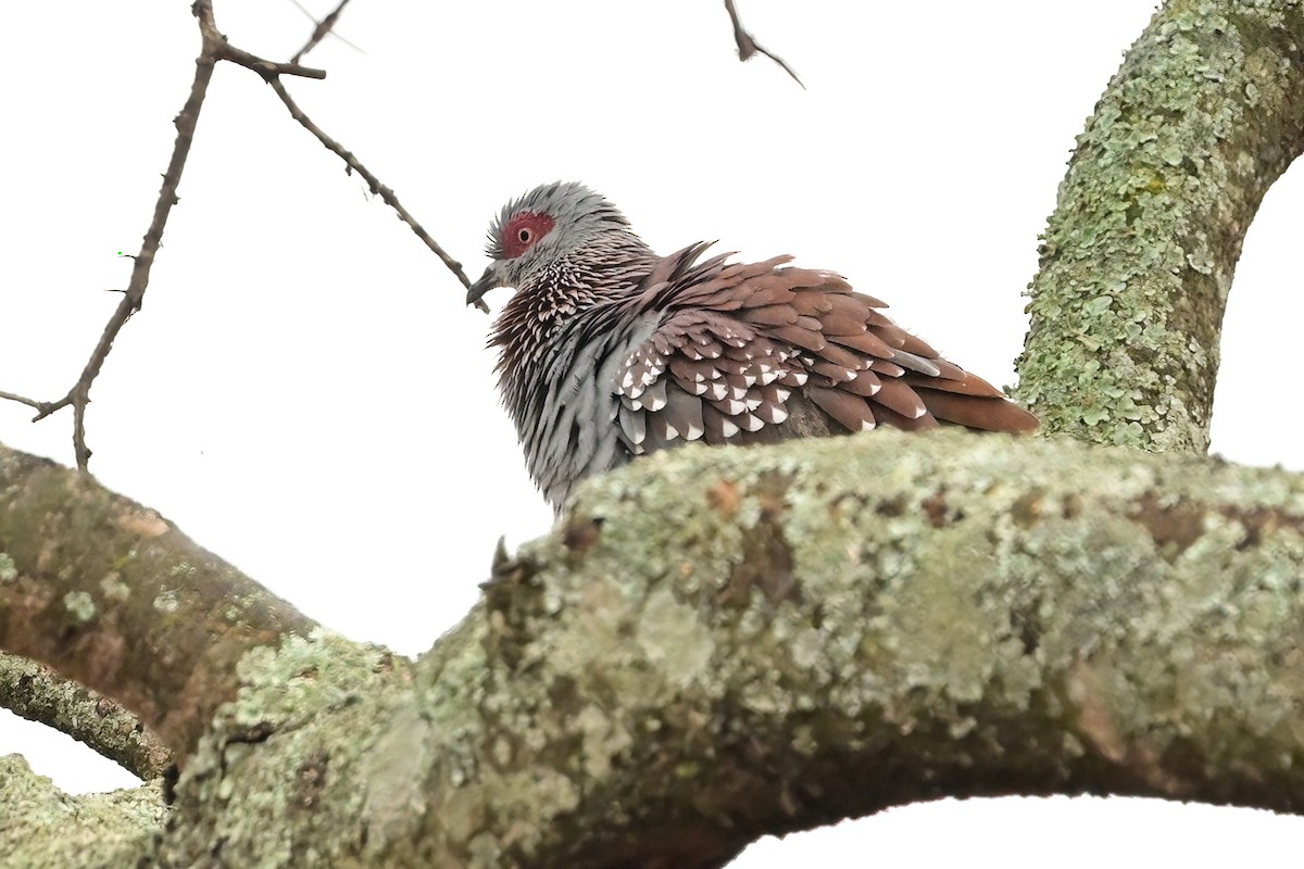 Speckled Pigeon - ML614123632
