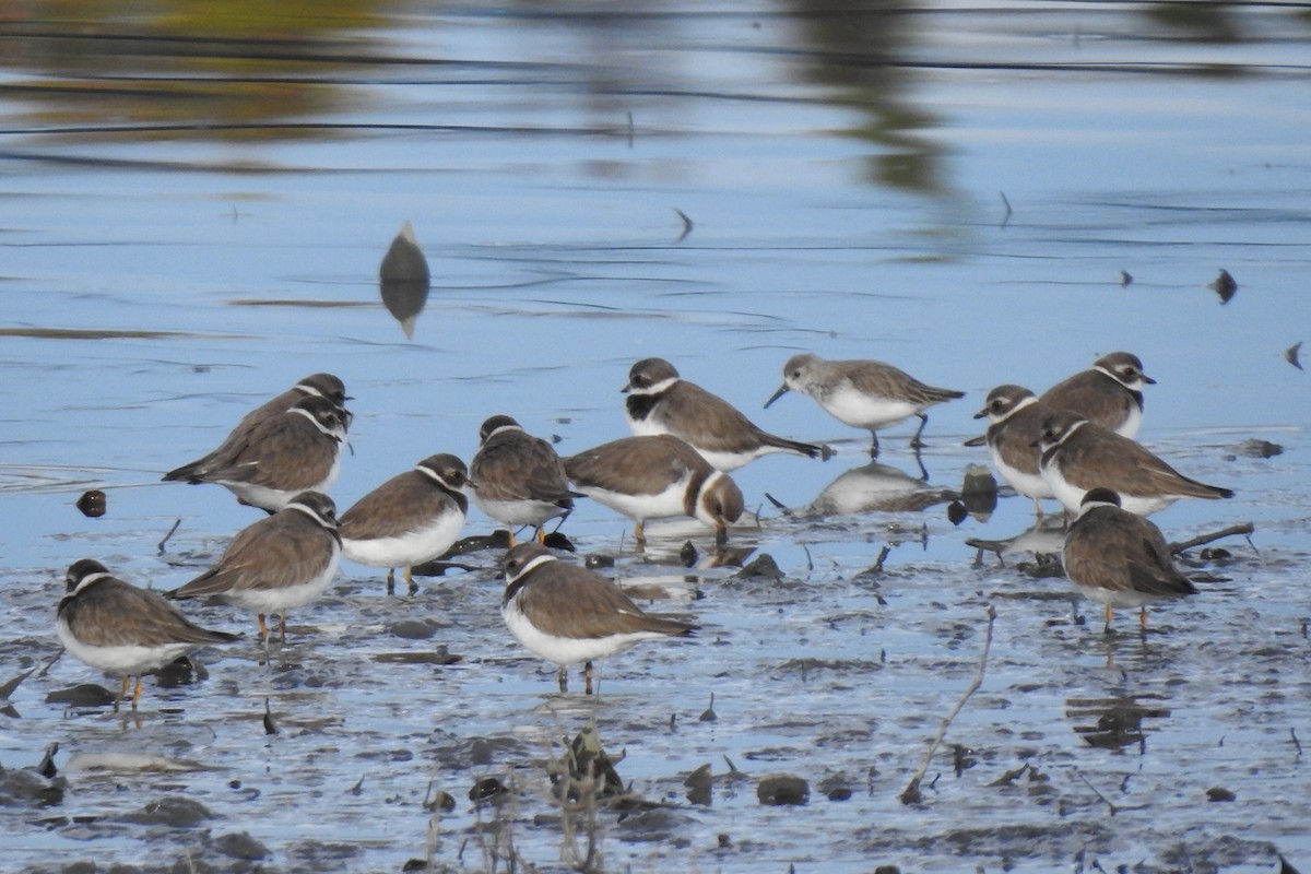 Semipalmated Plover - ML614123895