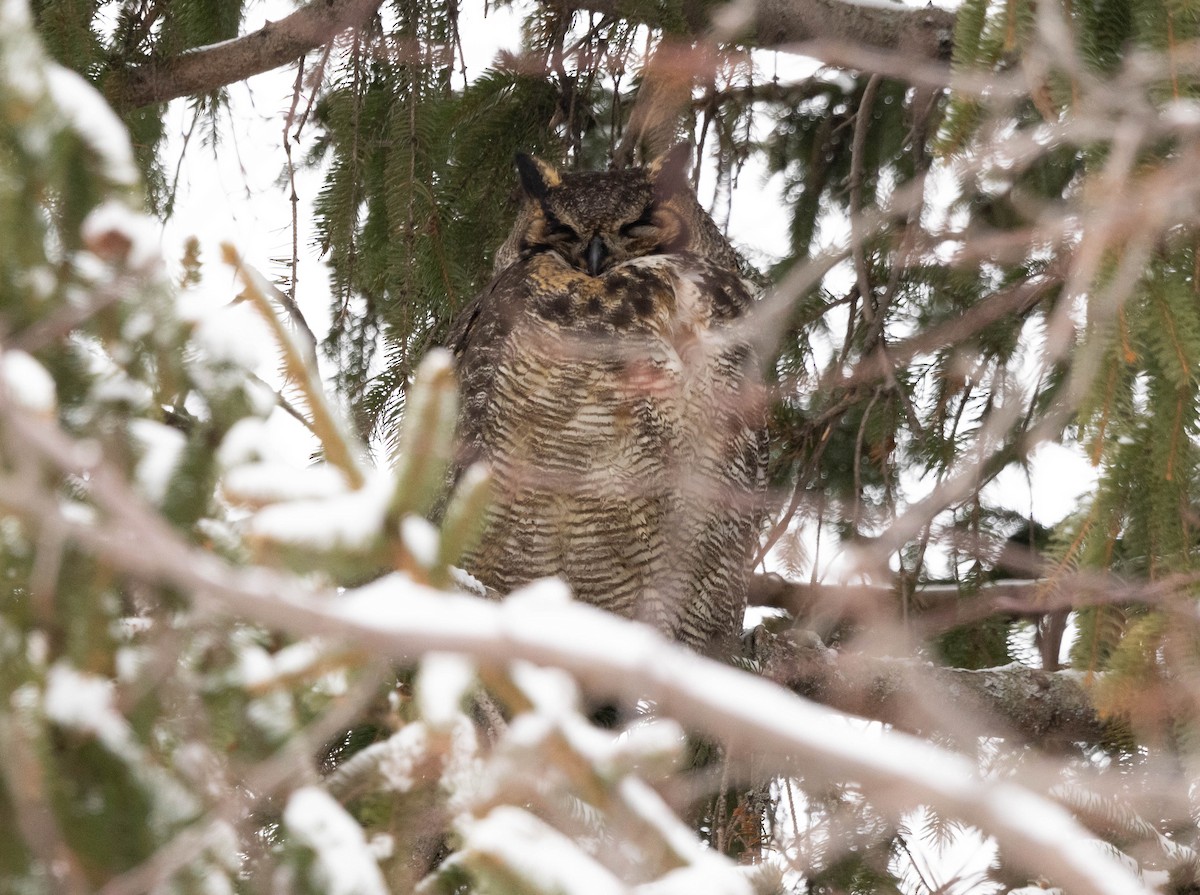 Great Horned Owl - ML614123968