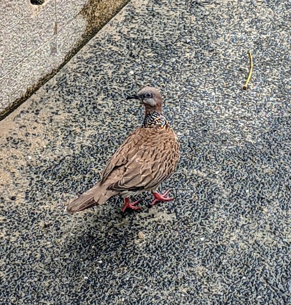 Spotted Dove - ML614124247