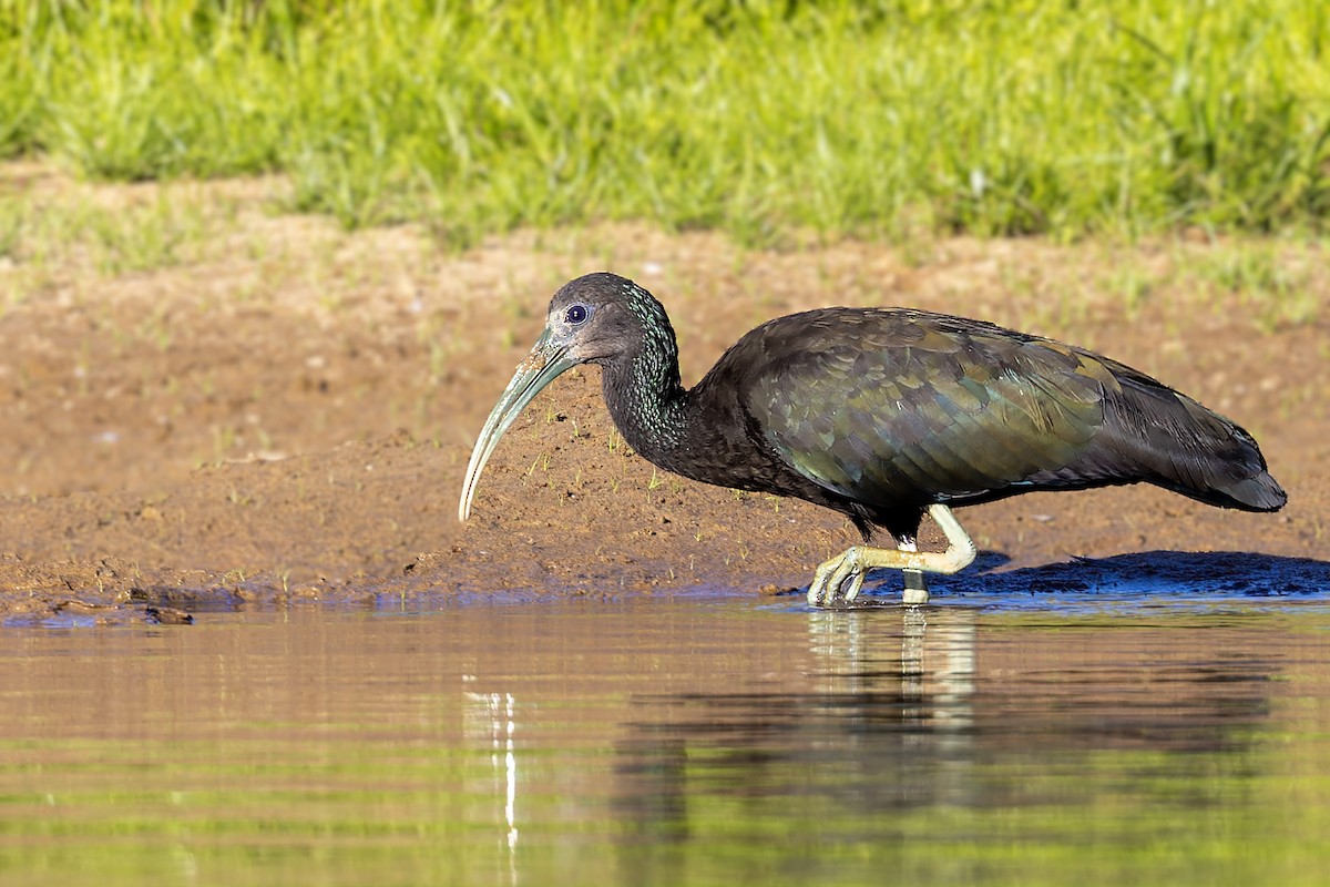 ibis zelený - ML614124401