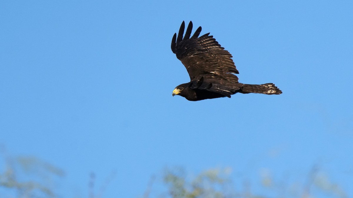 Zone-tailed Hawk - ML614124454