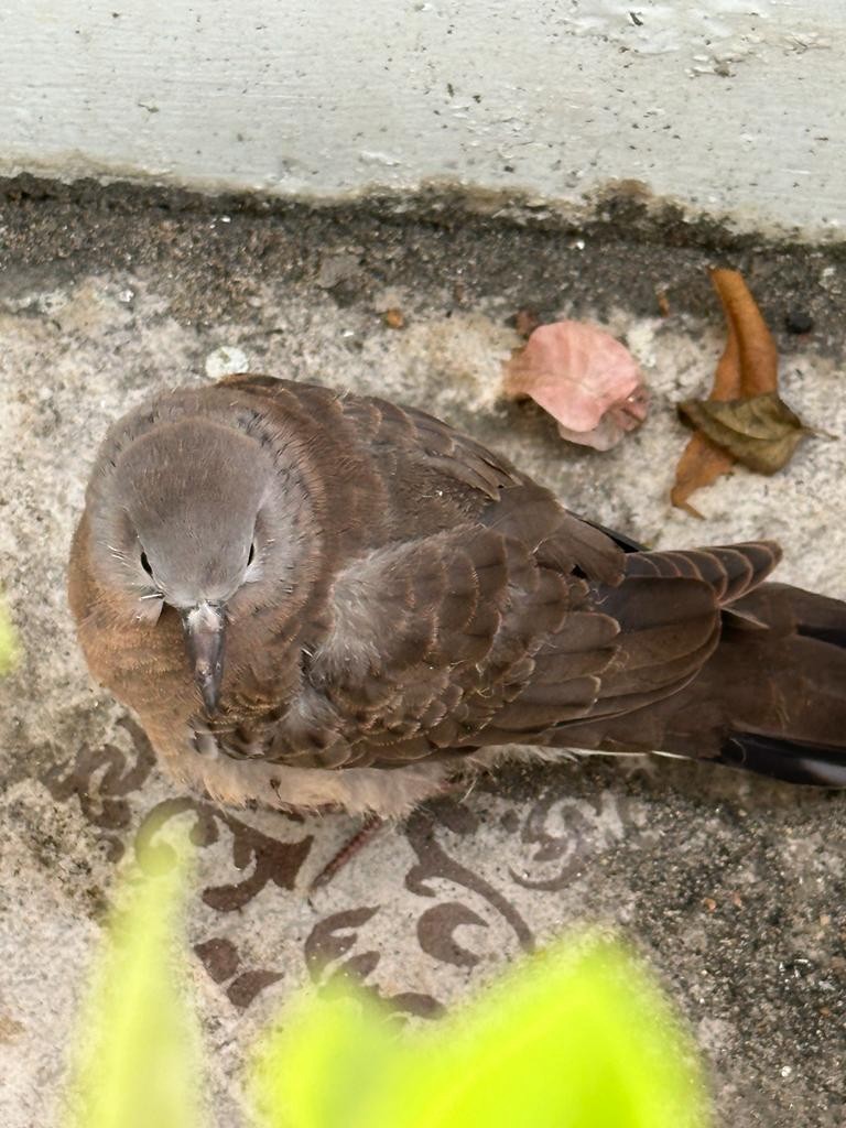 Spotted Dove - ML614124463