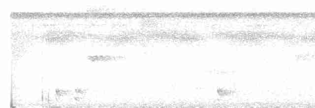White-shouldered Antshrike - ML614124559