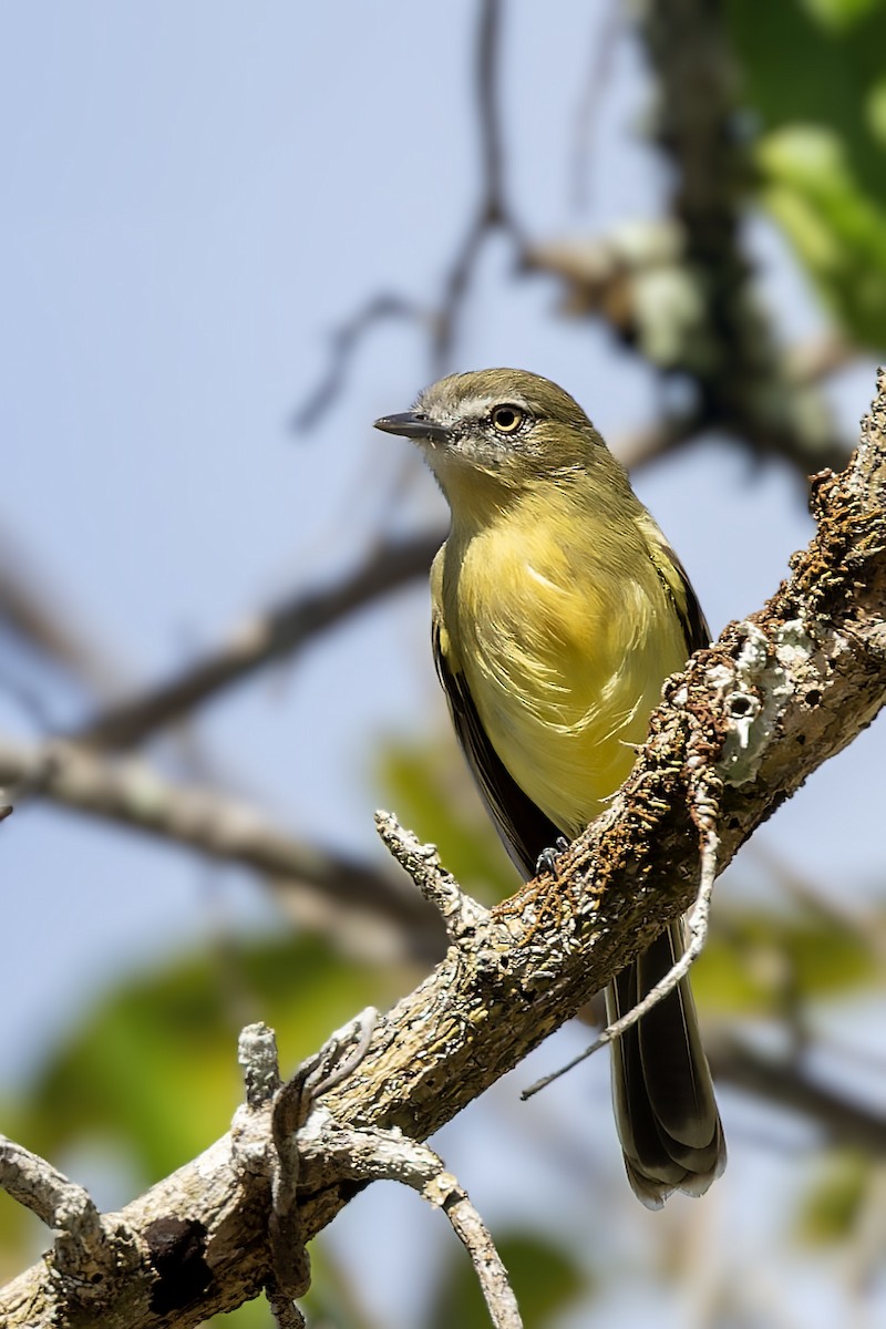 Pale-tipped Tyrannulet - ML614124866