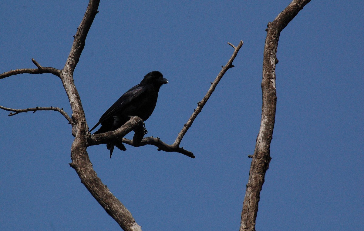 Large-billed Crow - ML614125051