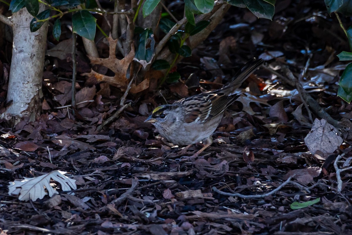 Golden-crowned Sparrow - ML614125332