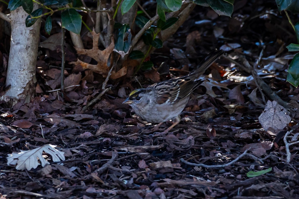 EBird Checklist 28 Jan 2024 GCSP Stakeout 8 Species   1200