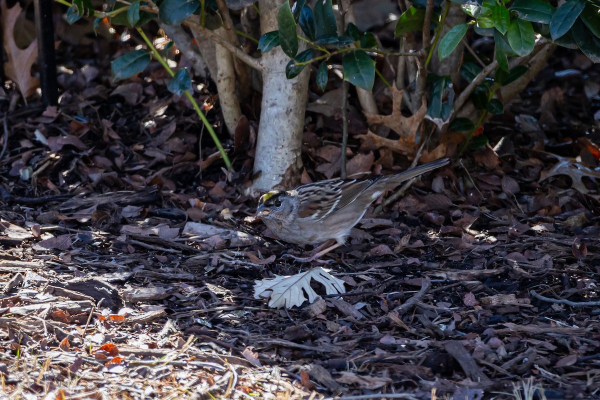 Golden-crowned Sparrow - ML614125333