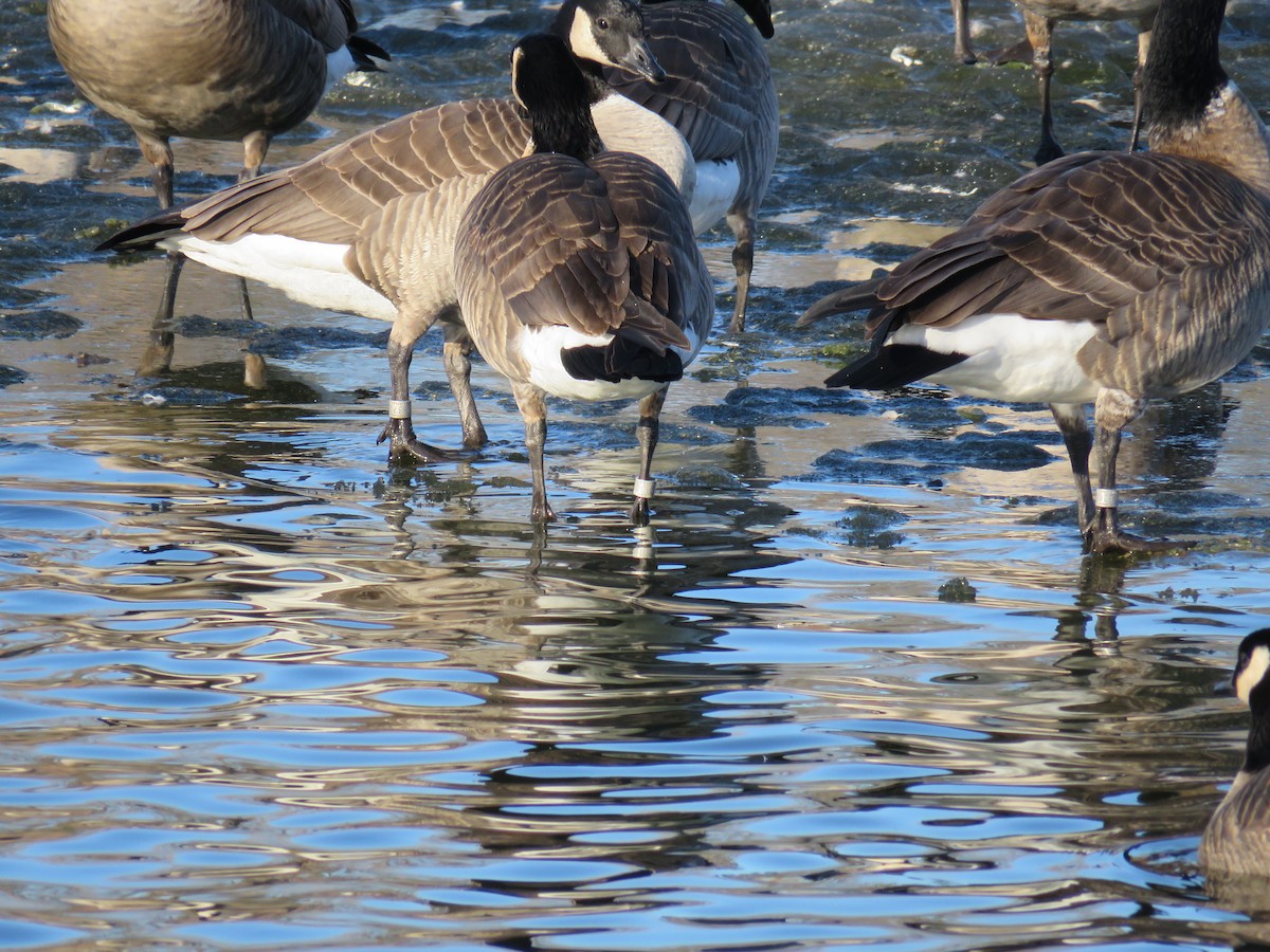 Cackling Goose (Richardson's) - ML614125371