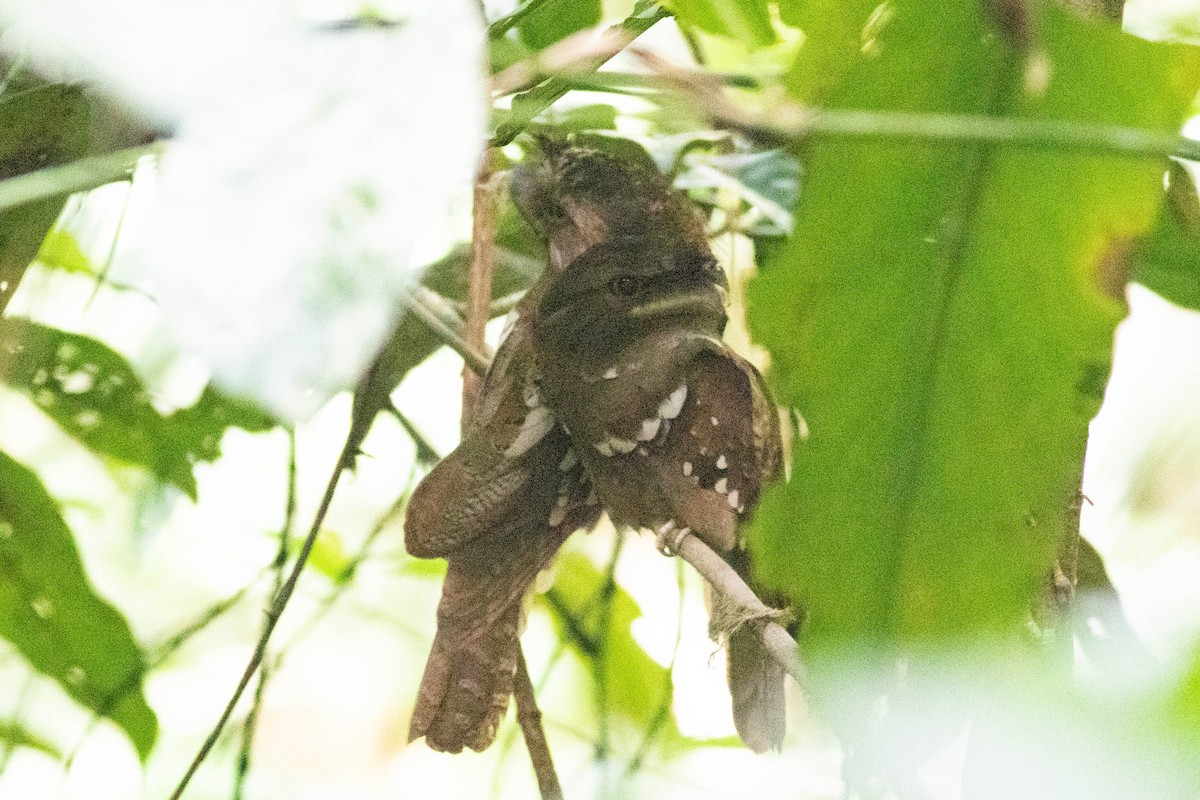 Philippine Frogmouth - ML614125456