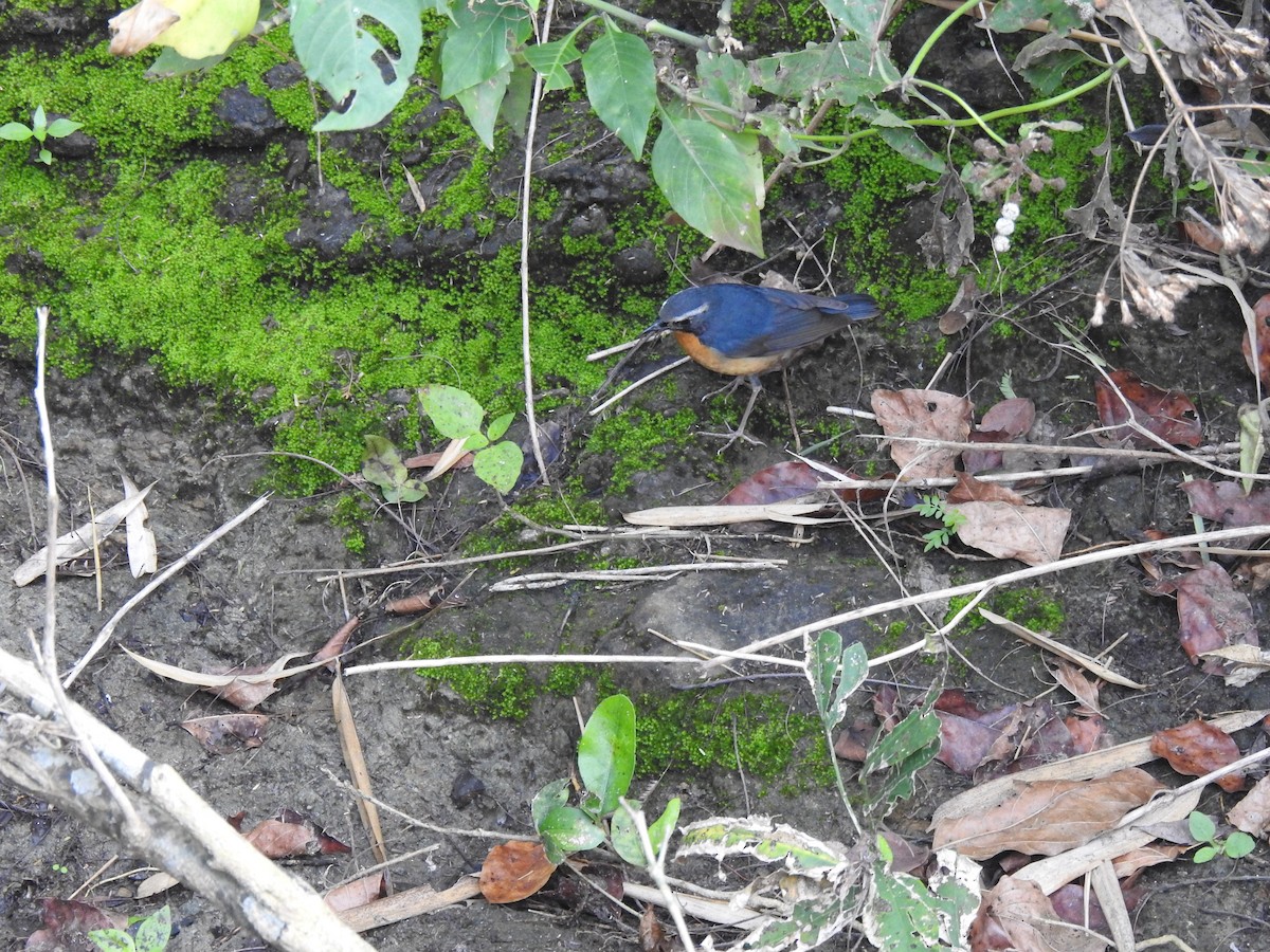 Indian Blue Robin - ML614125471