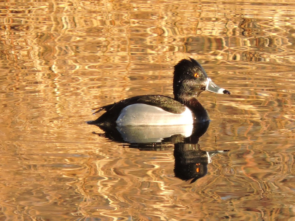 Ring-necked Duck - ML614125514