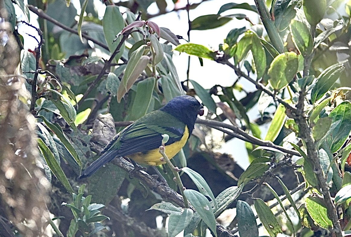 Black-chested Mountain Tanager - ML614125561