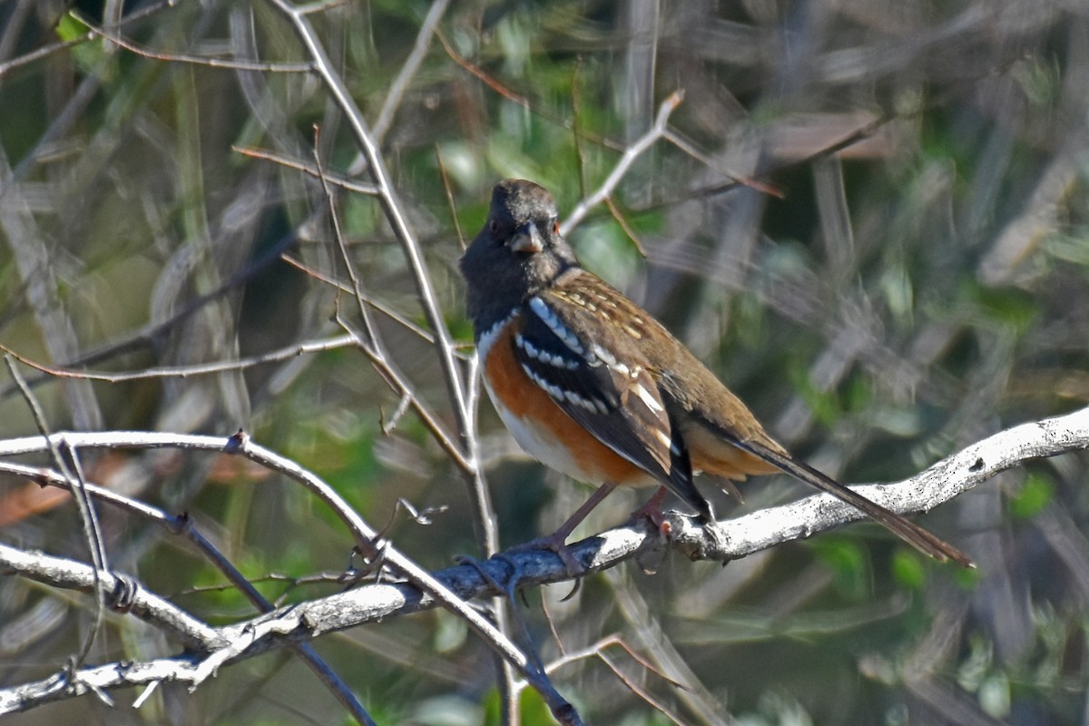 Spotted Towhee - ML614125582