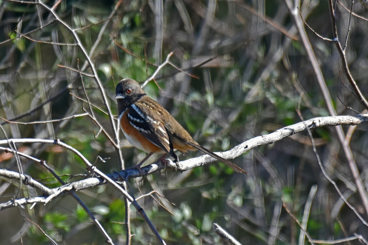 Spotted Towhee - ML614125585