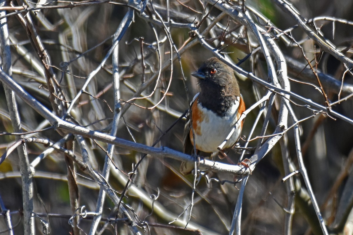 Spotted Towhee - ML614125586