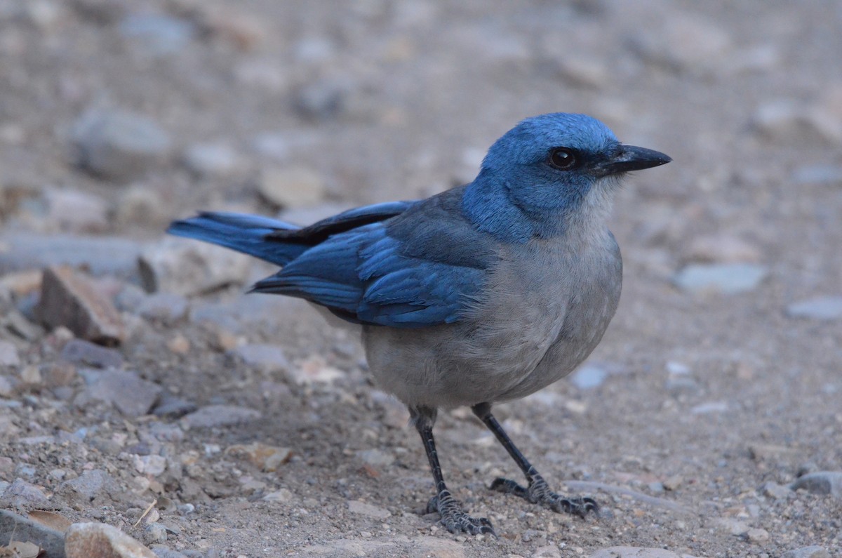 Mexican Jay - ML614125590