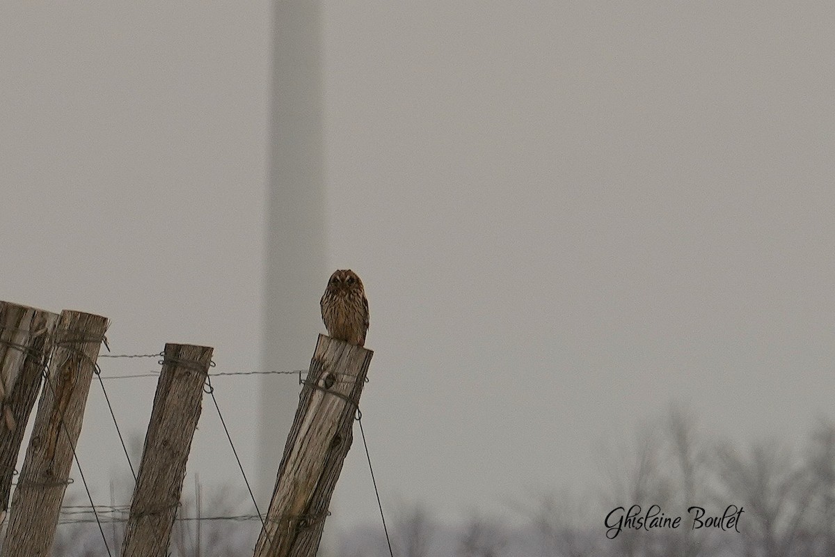 Short-eared Owl - ML614125726