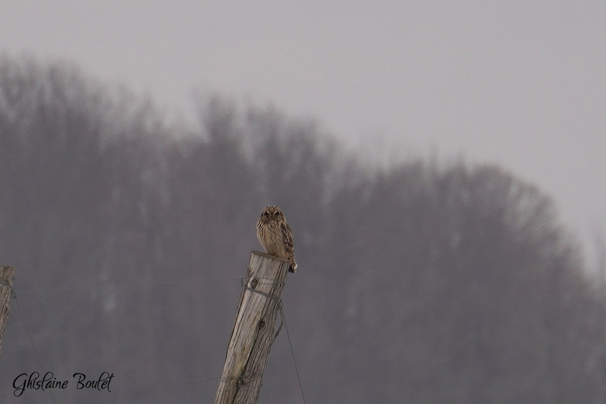 Short-eared Owl - ML614125727